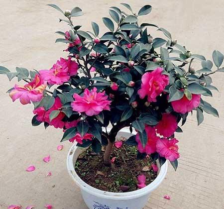 盆栽花卉植物
