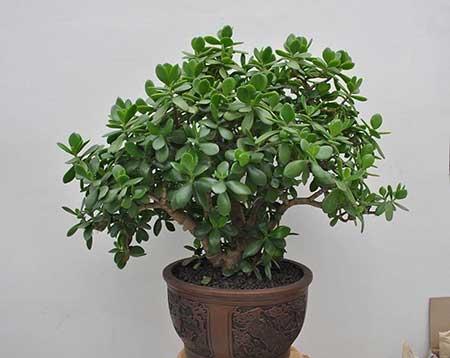 盆栽花卉植物