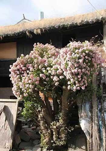 盆栽花卉植物