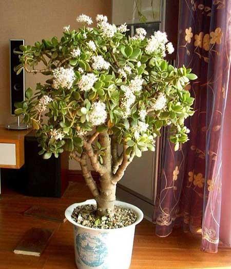 盆栽花卉植物