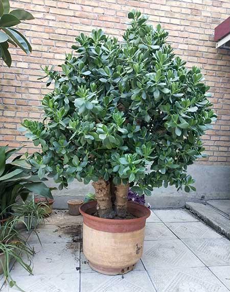 盆栽花卉植物