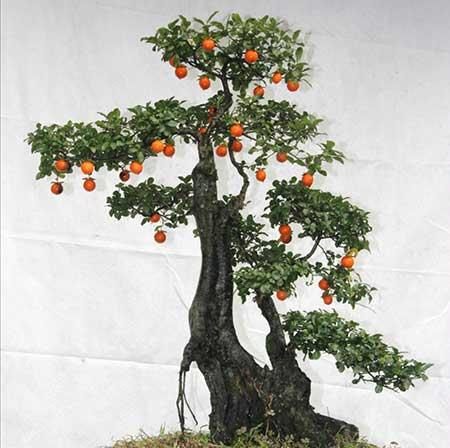 盆栽花卉植物