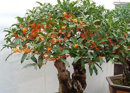 盆栽花卉植物