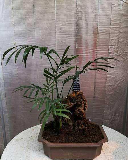 盆栽花卉怎么养