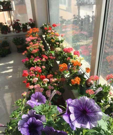 南方阳台适合养的花卉