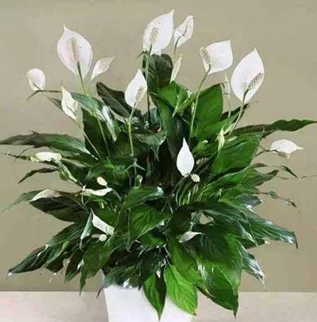 南方阳台适合养的花卉
