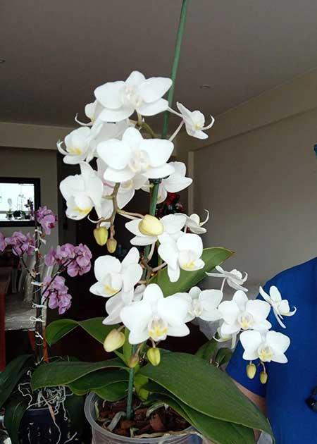 奶奶养的花