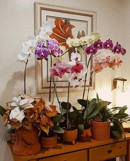 奶奶养的花