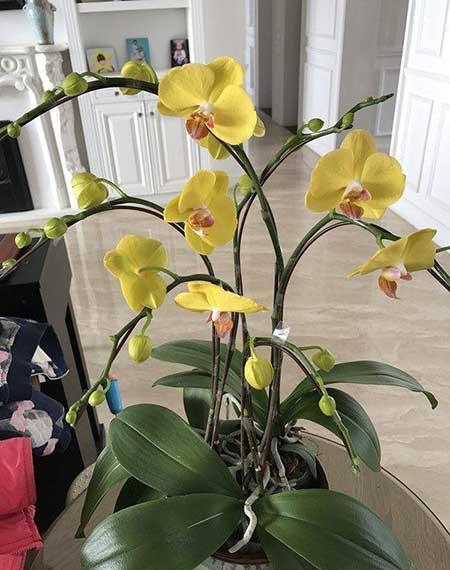 奶奶养的花