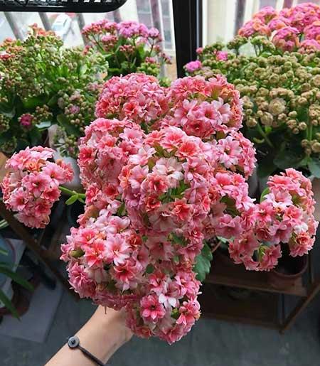 奶奶养的花