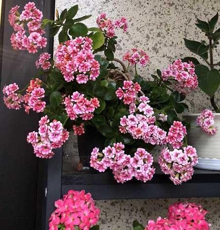 奶奶养的花