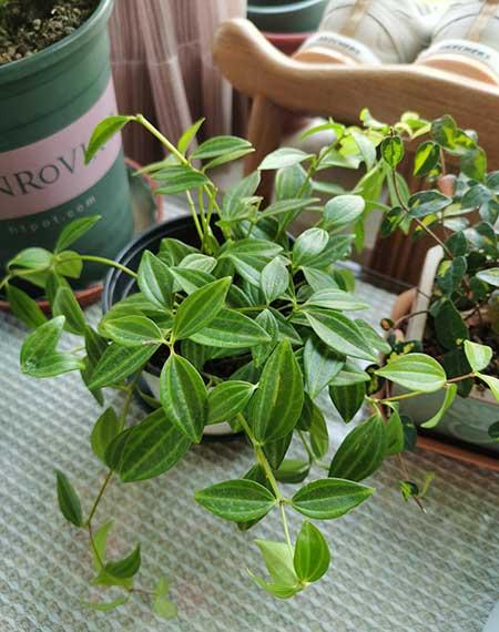 奶奶养的花