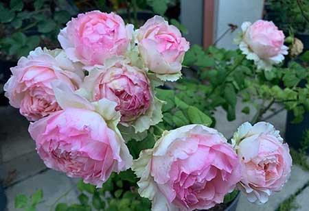 奶奶养的花