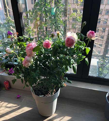 奶奶养的花