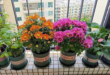 奶奶养的花