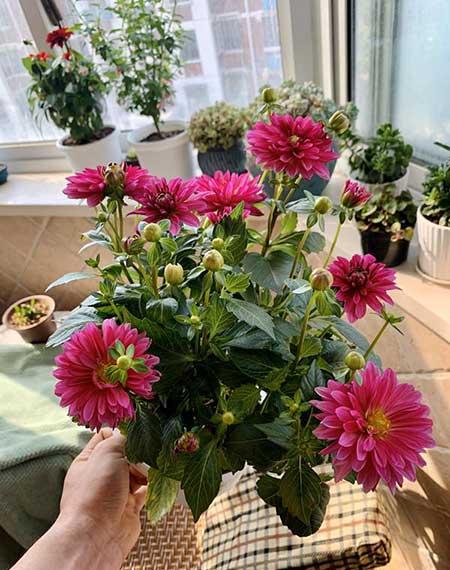 奶奶养的花