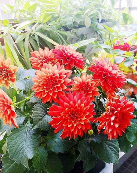 奶奶养的花