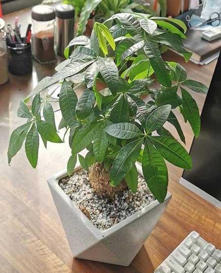 奶奶养的花