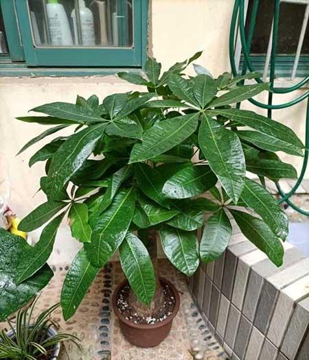 奶奶养的花