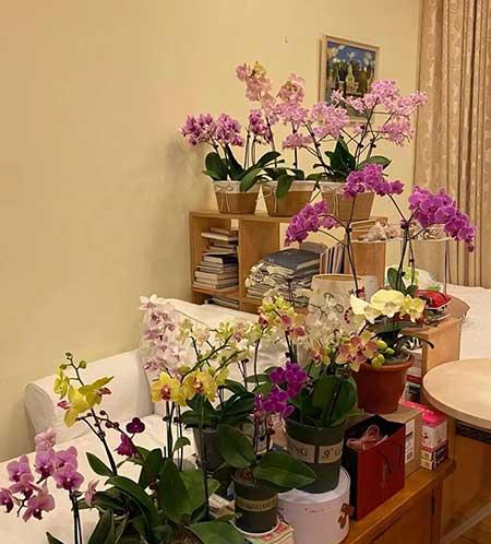 奶奶养的花