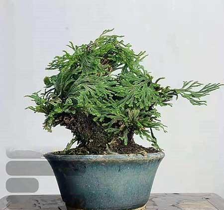 哪个花最好养