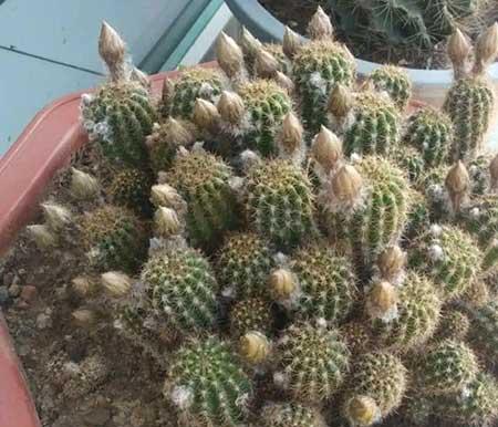 哪个花最好养