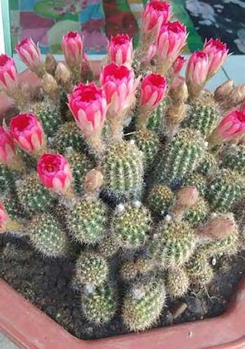 哪个花最好养