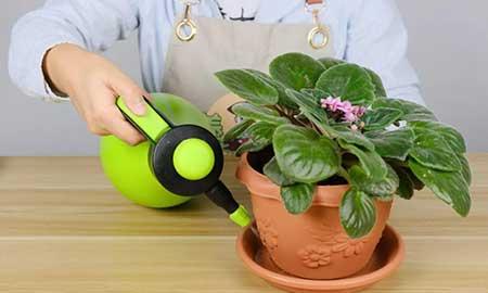 哪个花最好养