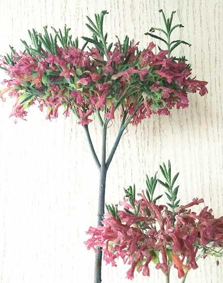 哪个花最好养