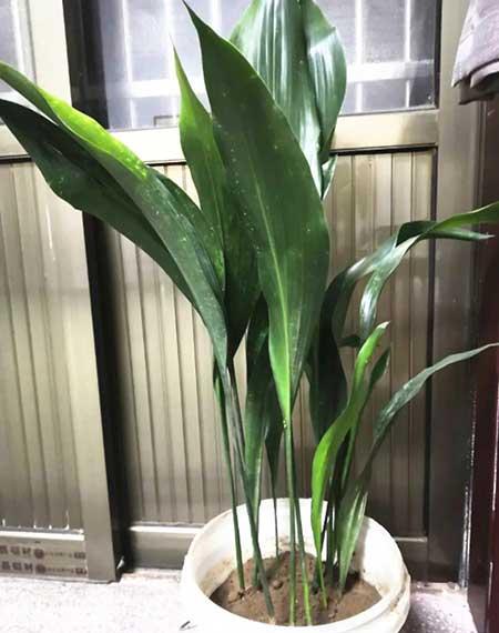 哪个花最好养