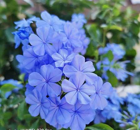 哪个花最好养