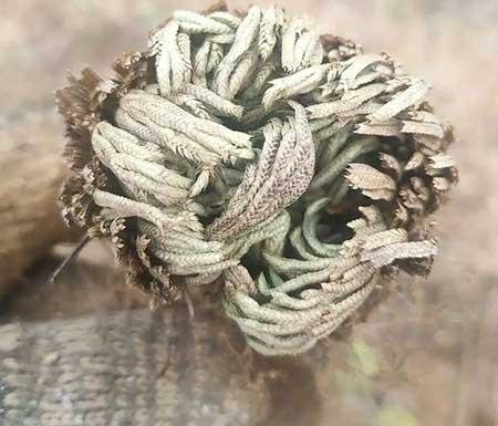 哪个花最好养