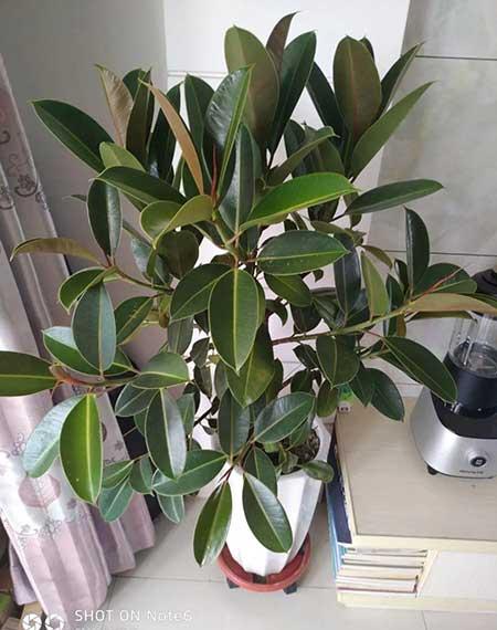 哪个花最好养