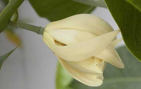 木兰花盆栽怎么养