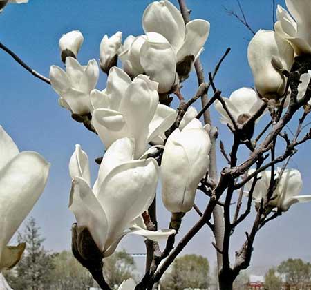 木兰花盆栽怎么养