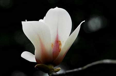 木兰花盆栽怎么养