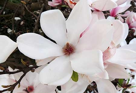木兰花盆栽怎么养