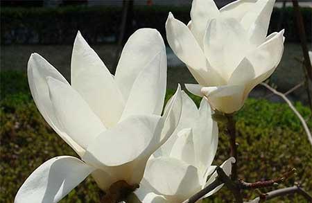 木兰花盆栽怎么养