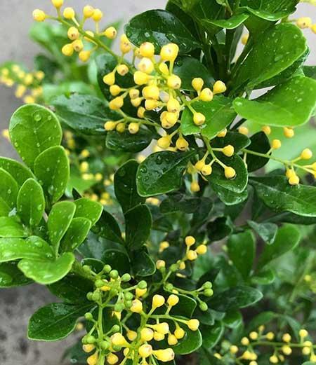 米兰绿植的养护