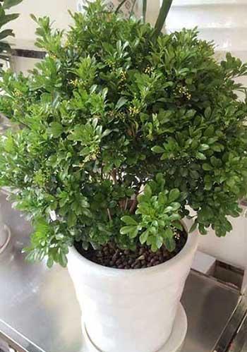米兰绿植的养护