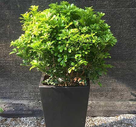米兰绿植的养护