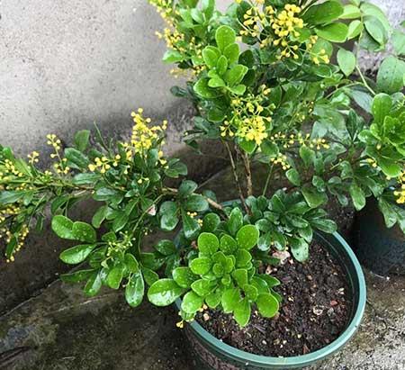 米兰绿植的养护