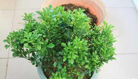 米兰绿植的养护