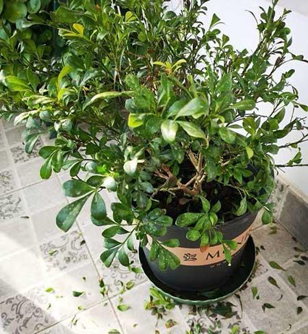 米兰绿植的养护