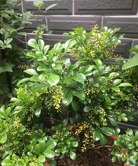 米兰绿植的养护