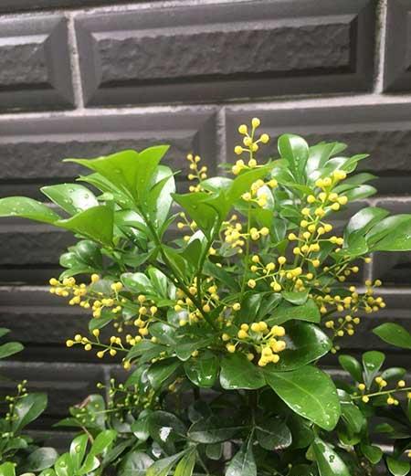 米兰绿植的养护