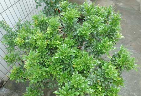 米兰绿植的养护