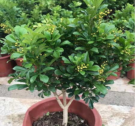 米兰绿植的养护