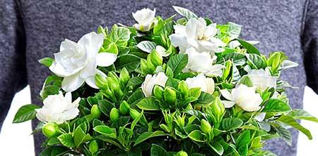 绿植栀子花怎么养