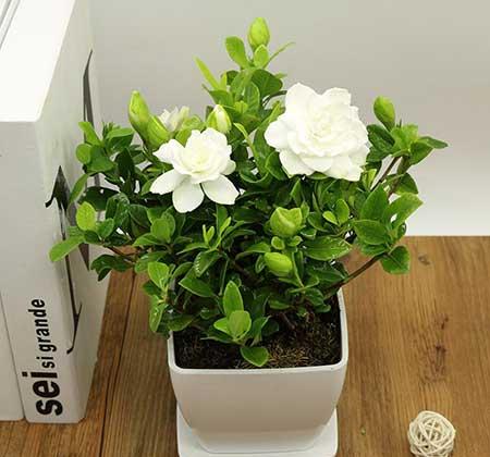 绿植栀子花怎么养